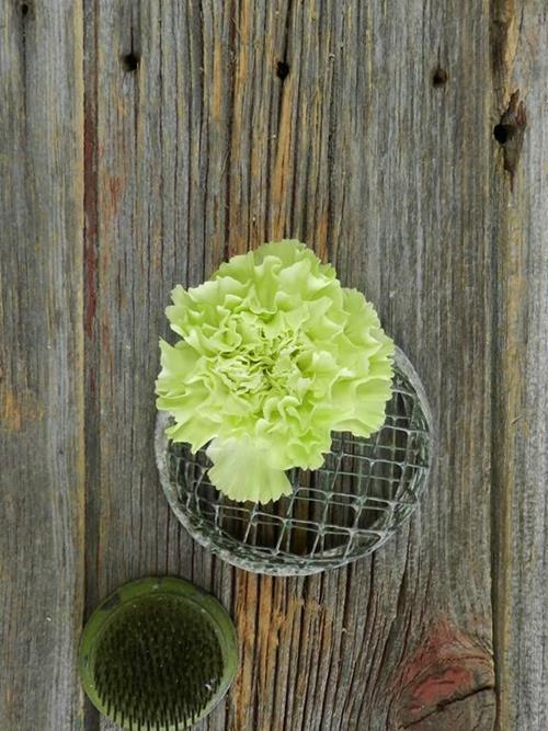 SHERIDA  GREEN CARNATIONS